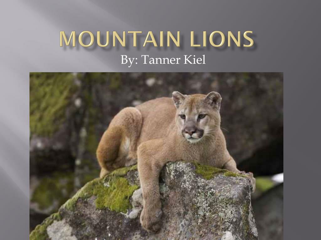 PPT - Mountain Lions PowerPoint Presentation, free download - ID:5027358