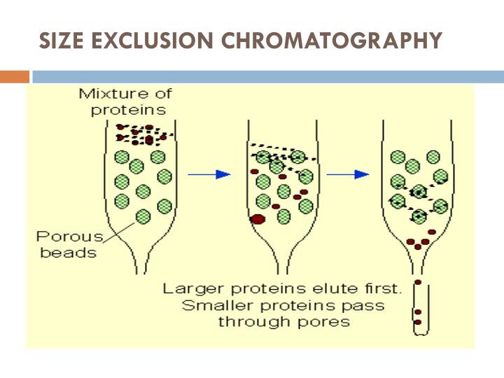 PPT - Ion exchange chromatography PowerPoint Presentation - ID:5027576