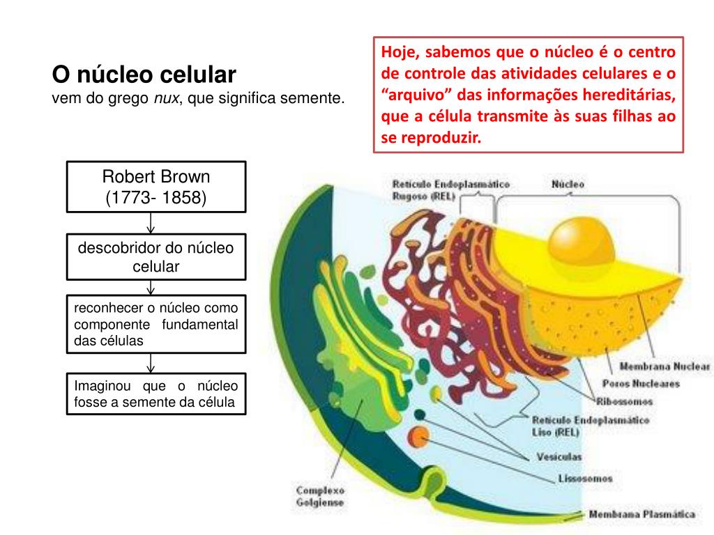 nucleo celular