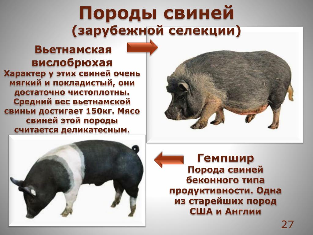 Какие виды свиней. Гемпширская порода свиней. Вьетнамская вислобрюхая свинья породы свиней. Характеристика породы свиней вьетнамцы. Вьетнамские вислобрюхие свиньи вес.