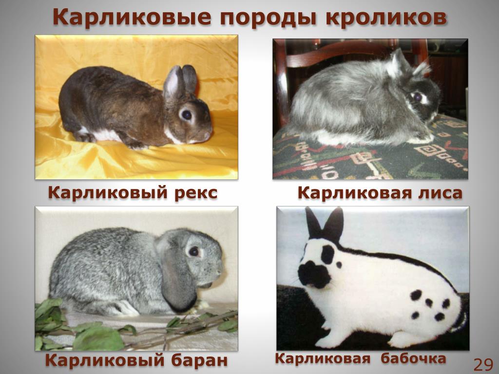 Какие породы домашних. Породы домашних кроликов названия. Породы домашних кроликов с фотографиями и названиями. Распространенные породы кроликов. Самые распространенные породы кроликов.