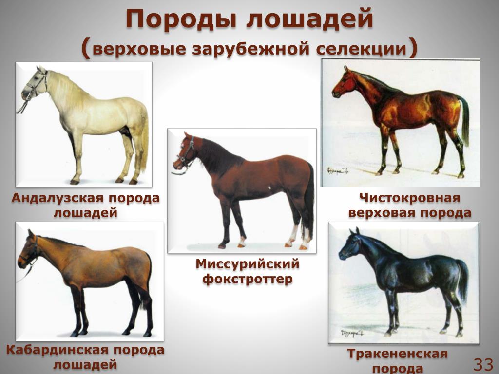 Селекция порода животных. Кабардинская порода лошадей. Селекция лошадей. Породы лошадей таблица. Коневодство породы животных.