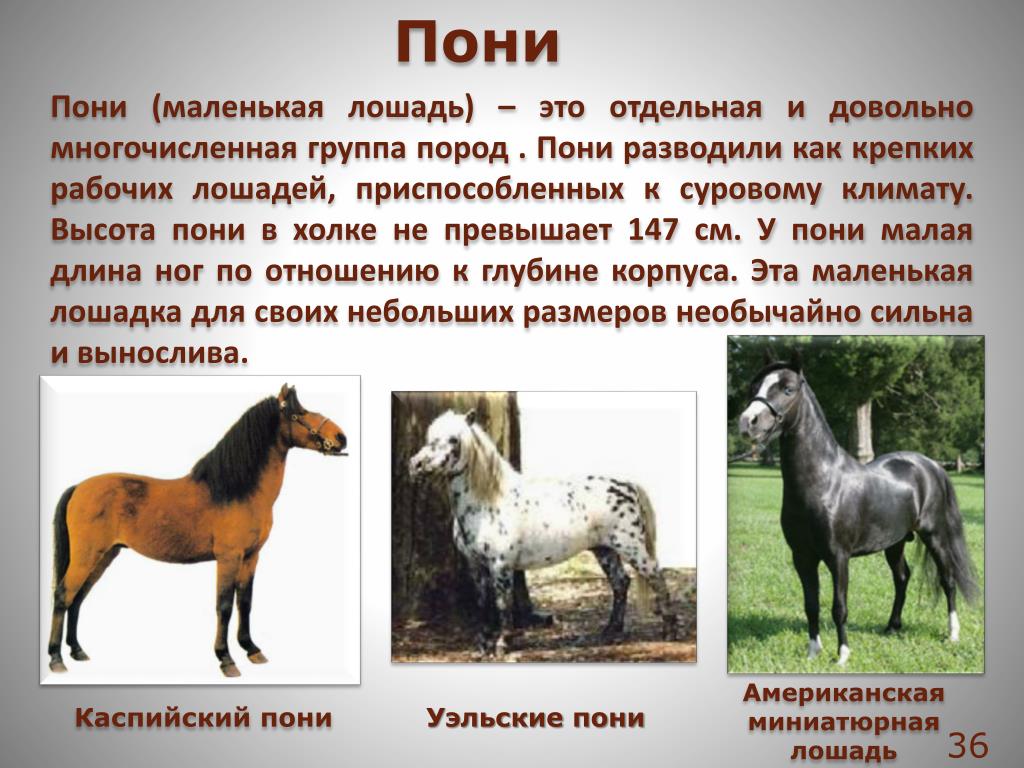 Описание лошадки. Сведения о лошадях. Селекция лошадей. Факты о пони. Эссе на тему пони тоже лошадь.
