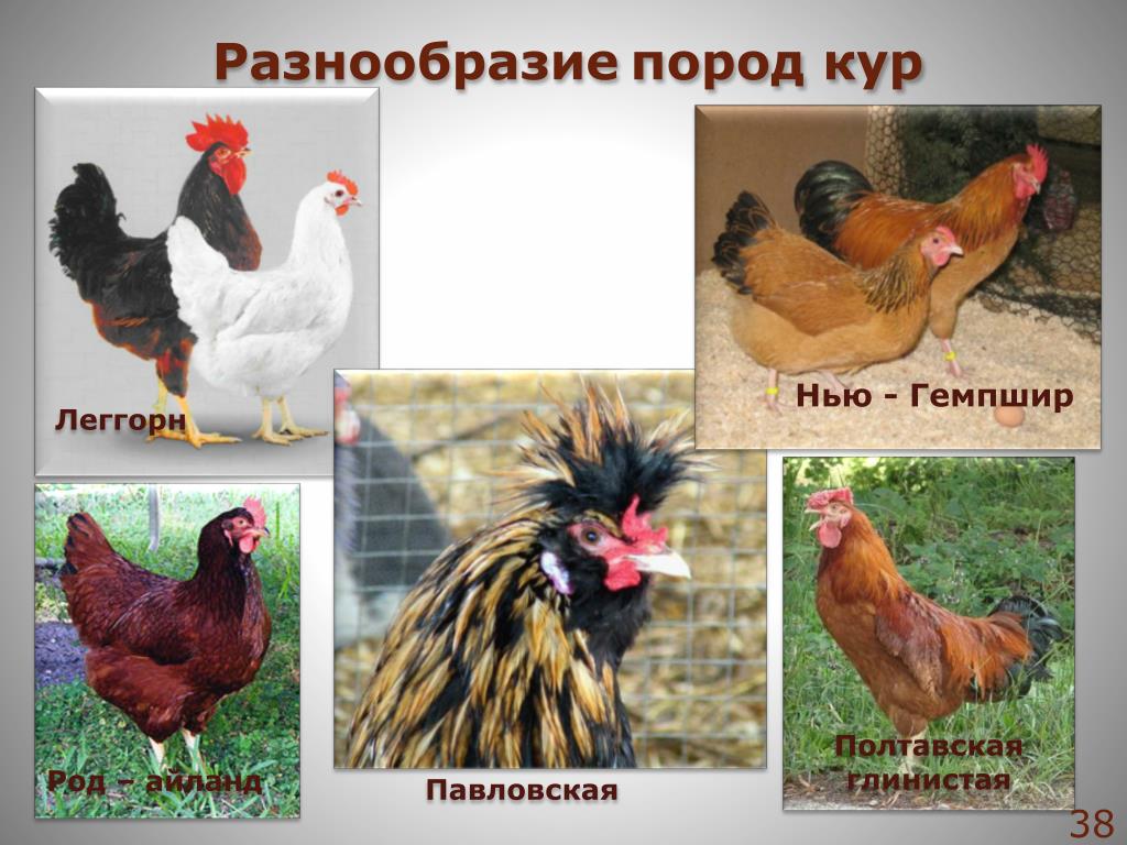 Списка петуха. Разнообразие пород кур. Породы домашних кур. Породы кур с названиями. Куры разных пород с названием.