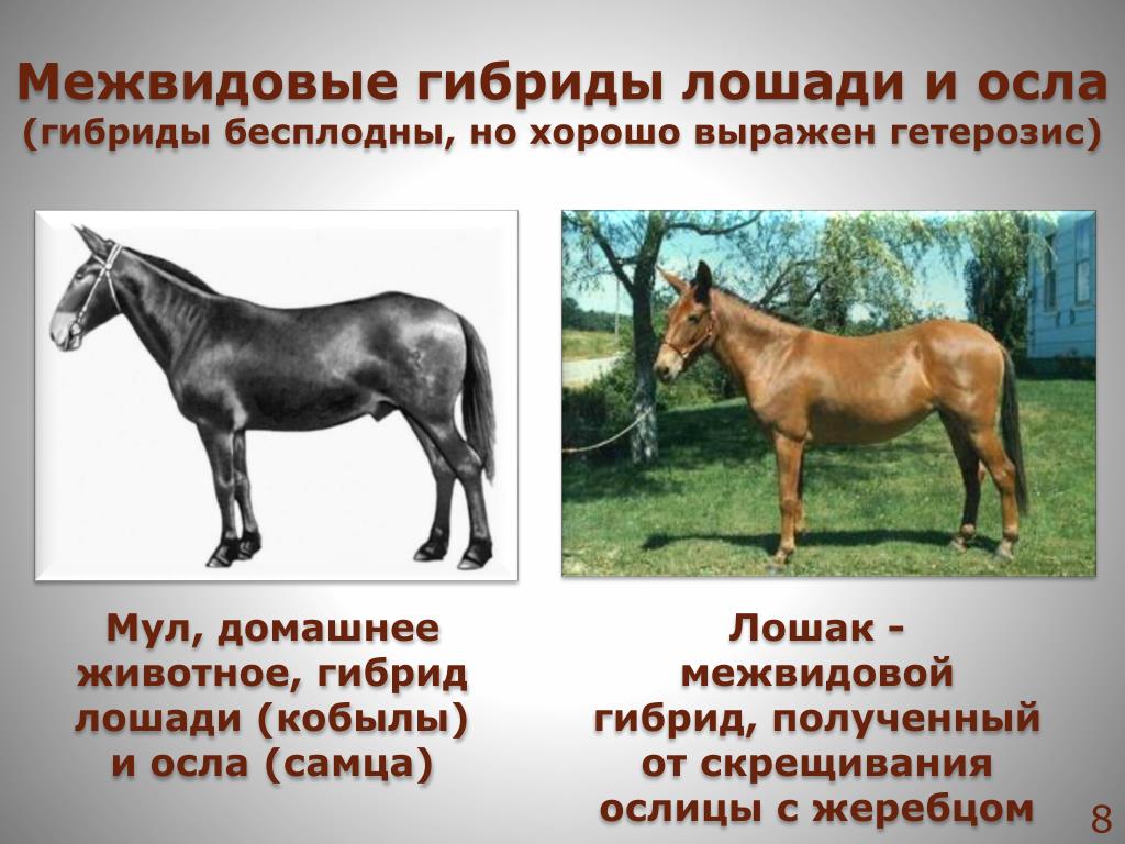 Описать гибридов. Мул Лошак генетика. Лошак это гибрид осла и лошади. Аутбридинг Лошак и мул. Лошак скрещивание.