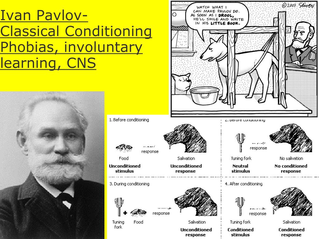 Читать вел павлов эрсус. И П Павлов открытия в биологии.
