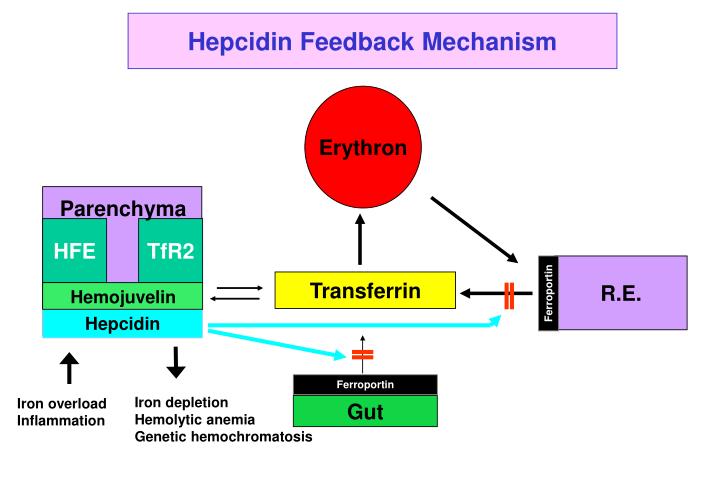 PPT - Novel Insights to Iron Deficiency Anemia Chaim ...