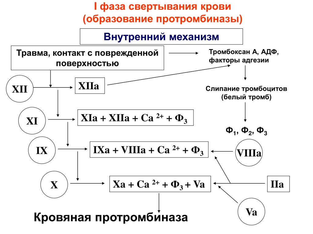 1 фаза в крови