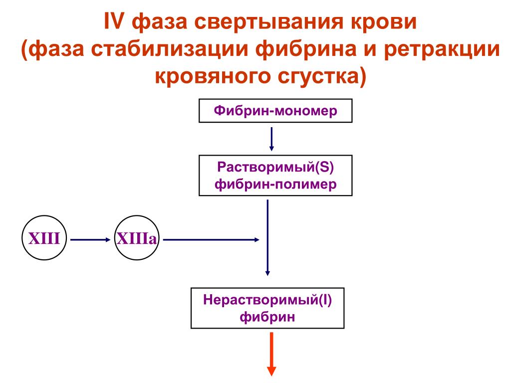 1 фаза в крови