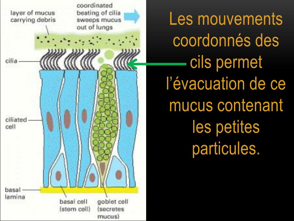 PPT THEME 3B Variation Genetique Et Sante PowerPoint Presentation 