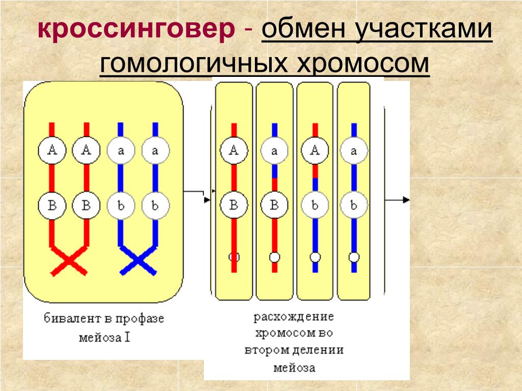 Каким номером на схеме обозначено мейотическое. Обмен участками хромосом. Гомологичные участки хромосомы это. Процесс кроссинговера. Гомологические хромосомы обмениваются участками в.