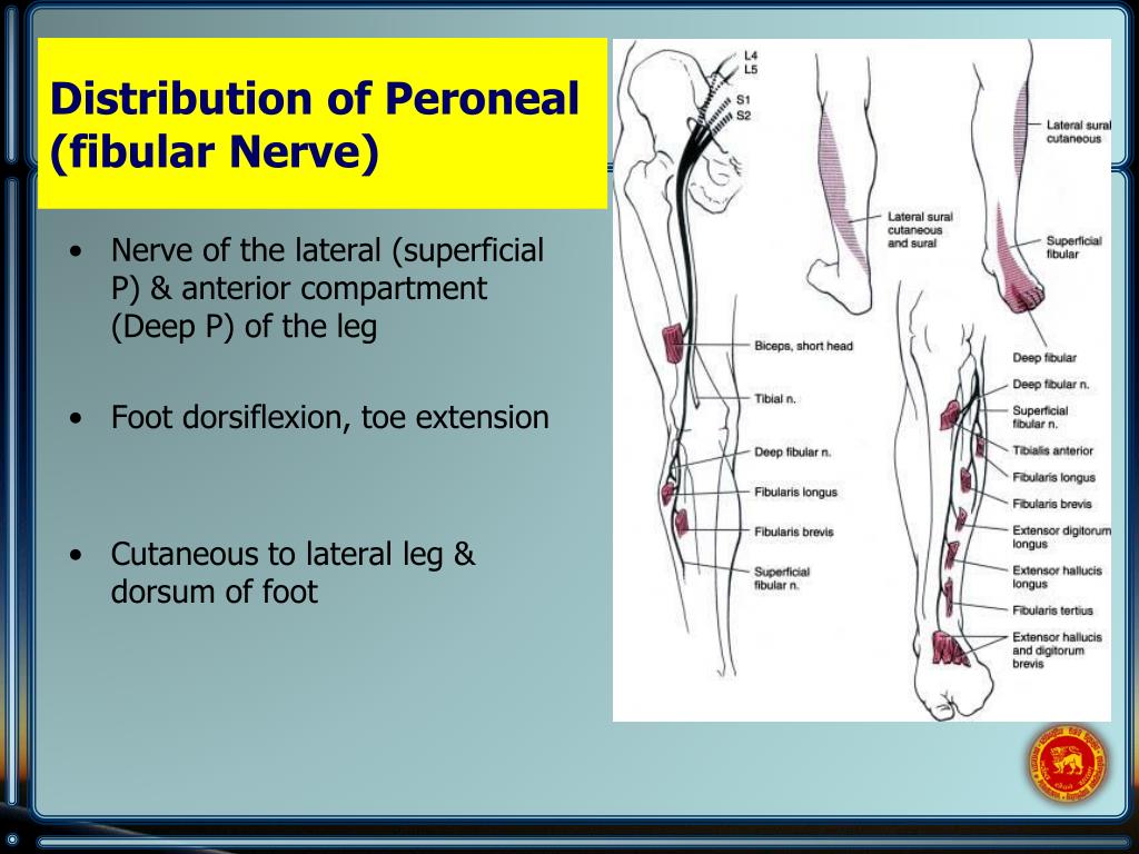 PPT - Clinical correlation of (peripheral) nerve injuries of limbs ...