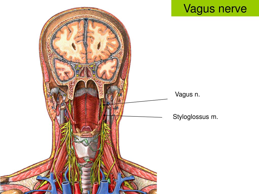 Блуждающий нерв расположен. Вагус блуждающий нерв. Блуждающий нерв Vagus. Нервус вагус блуждающий нерв. Вагус анатомия.