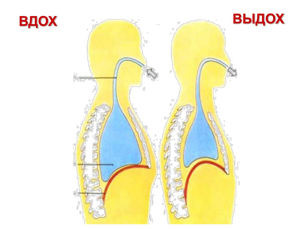 При выдохе выходит воздух. Выдох.