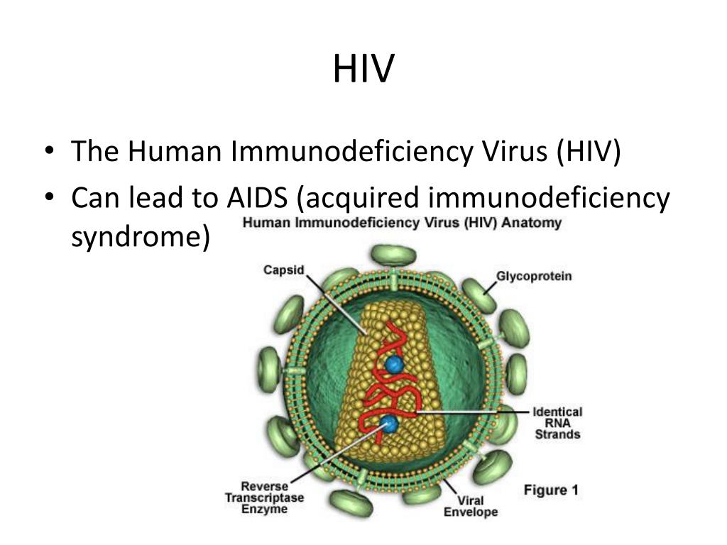 Human immunodeficiency. Secondary Immunodeficiency. HIV-4 вирус. Acquired Immunodeficiency Syndrome перевод.