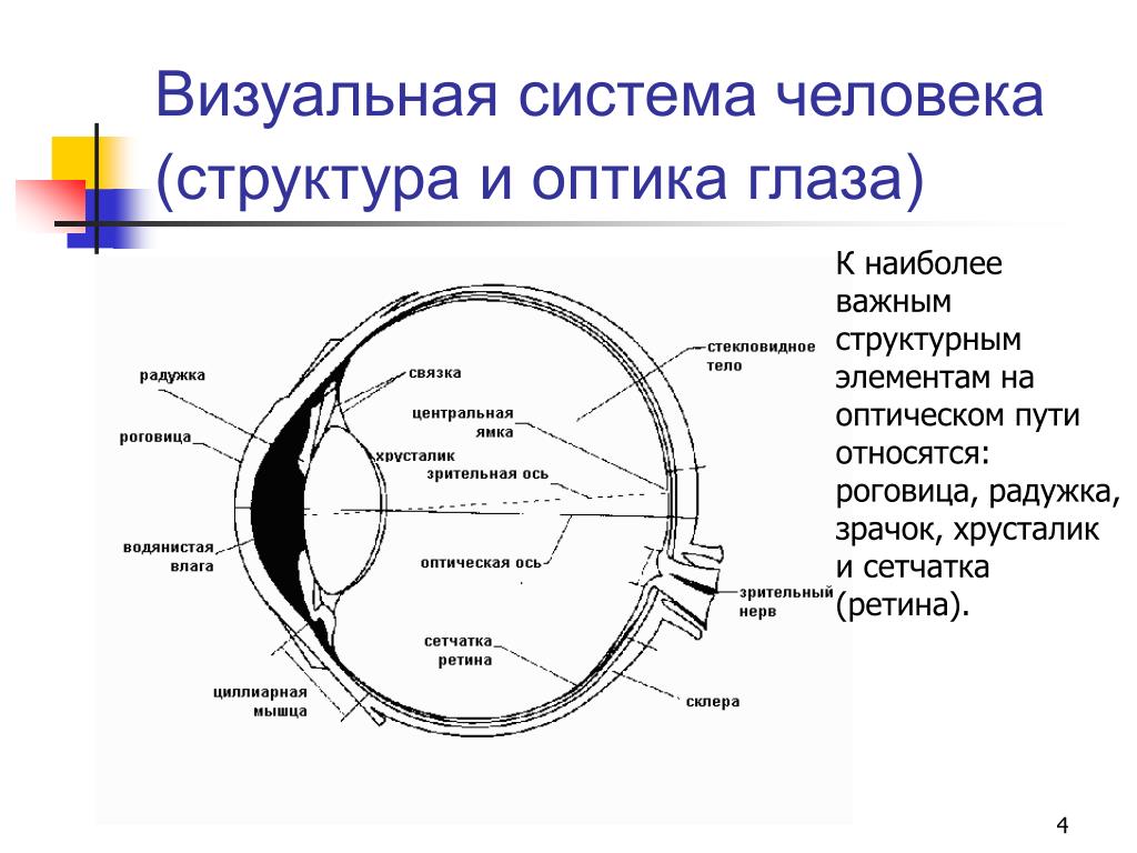 К оптической системе глаза относятся роговица хрусталик