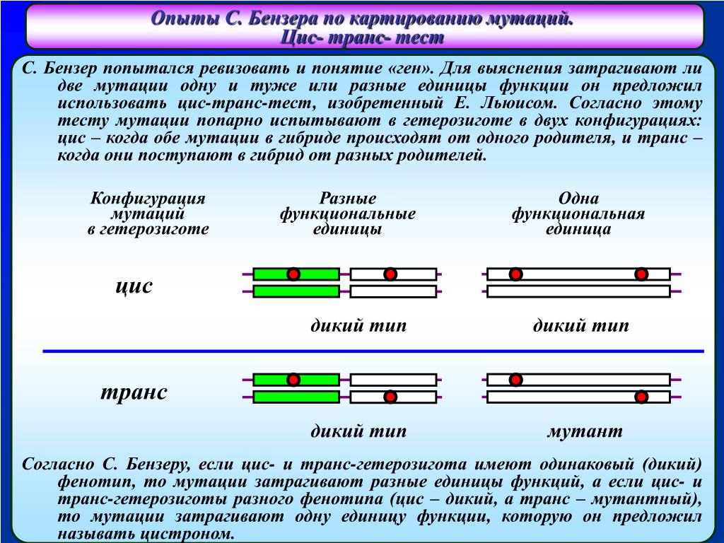 Ген тест 1. Цис и транс положение генов в группах сцепления. Понятие о цис- и транс- сцеплении генов.. Опыты бензера по картированию мутаций. Цис транс тест.