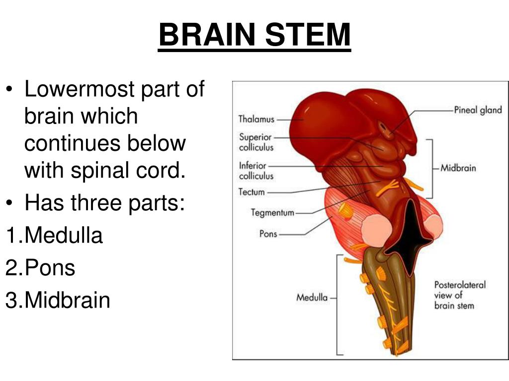 brain stem function hindbrain brain stem function hindbrain