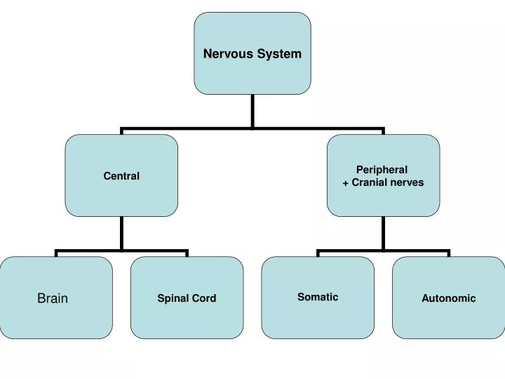 PPT - PRINCIPLES OF BRAIN ORGANISATION PowerPoint Presentation, free ...