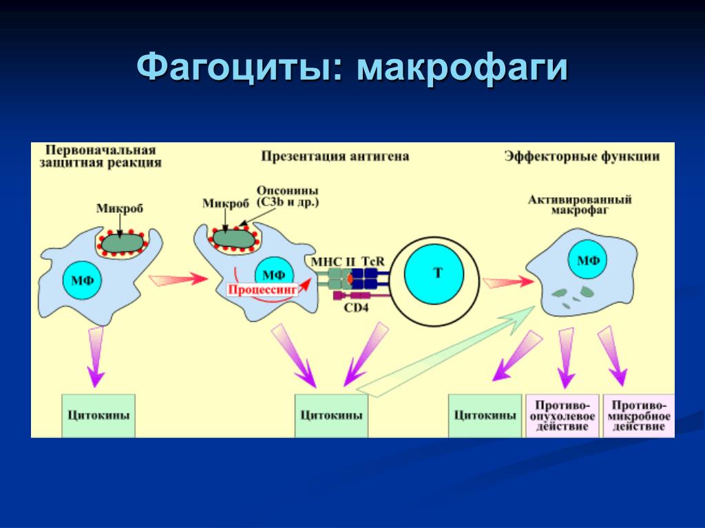 Активность макрофагов. Фагоциты и фагоцитоз. Фагоцитоз макрофагов схема. Иммунокомпетентные клетки фагоциты и. Механизмы иммунного ответа фагоцита.