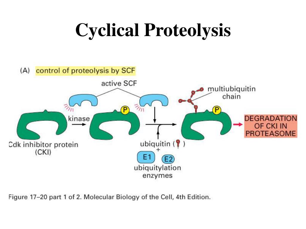 Proteolysis латынь