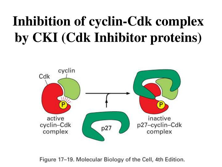 Cell Cycle PowerPoint Presentation Biology Diagrams