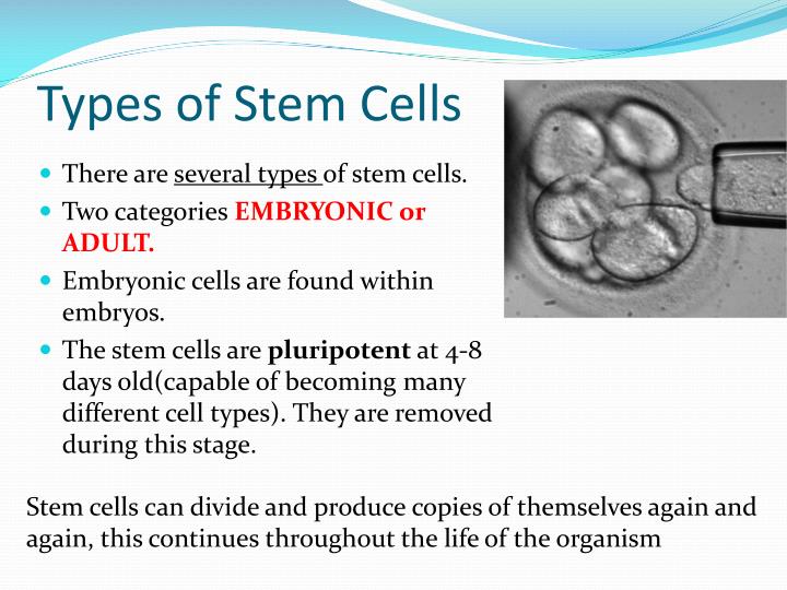 an analysis of stem cell that produce so much controversy So when looking at the issue of stem cell research controversy swarms embryonic stem cell and they in turn seemed to produce a variety of blood stem cells. an analysis of stem cell that produce so much controversy So when looking at the issue of stem cell research controversy swarms embryonic stem cell and they in turn seemed to produce a variety of blood stem cells.