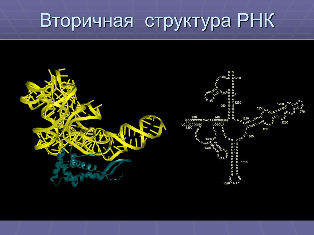 Вторичная рнк. Строение вторичной структуры ТРНК. Вторичная структура РНК. Вторичная структура т РНК. РНК.