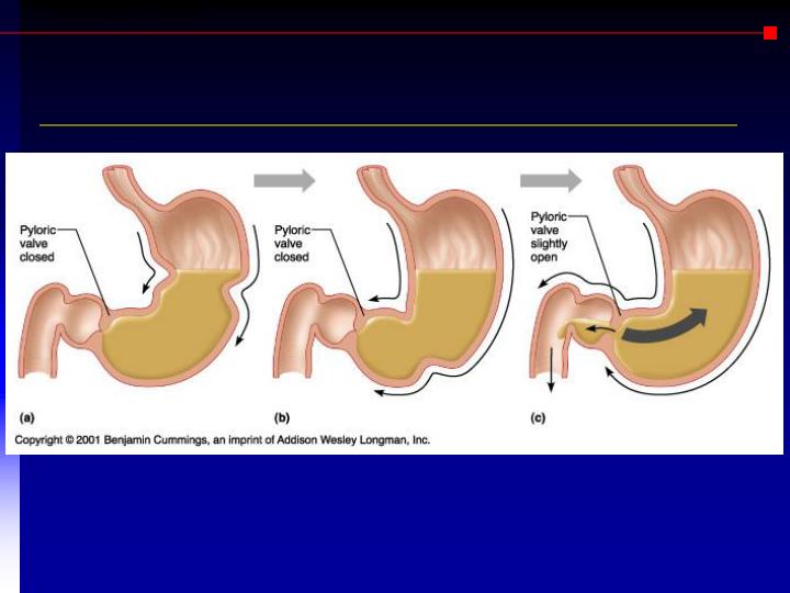 PPT The Four Stages of Food Processing PowerPoint Presentation ID