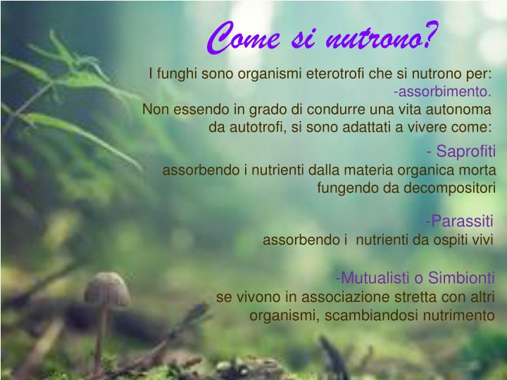 Di Cosa Si Nutrono I Funghi PPT - I Funghi PowerPoint Presentation - ID:5055947