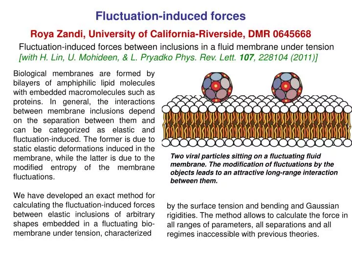 fluctuation induced forces roya zandi university of california riverside dmr 0645668 n.