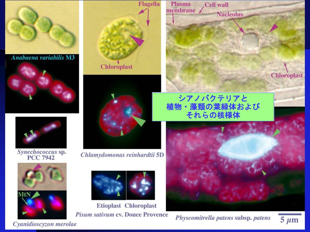Ppt 光合成生物の系統と比較ゲノム解析 Powerpoint Presentation Id Ppt 光合成生物の系統と比較ゲノム解析 Powerpoint Presentation Id