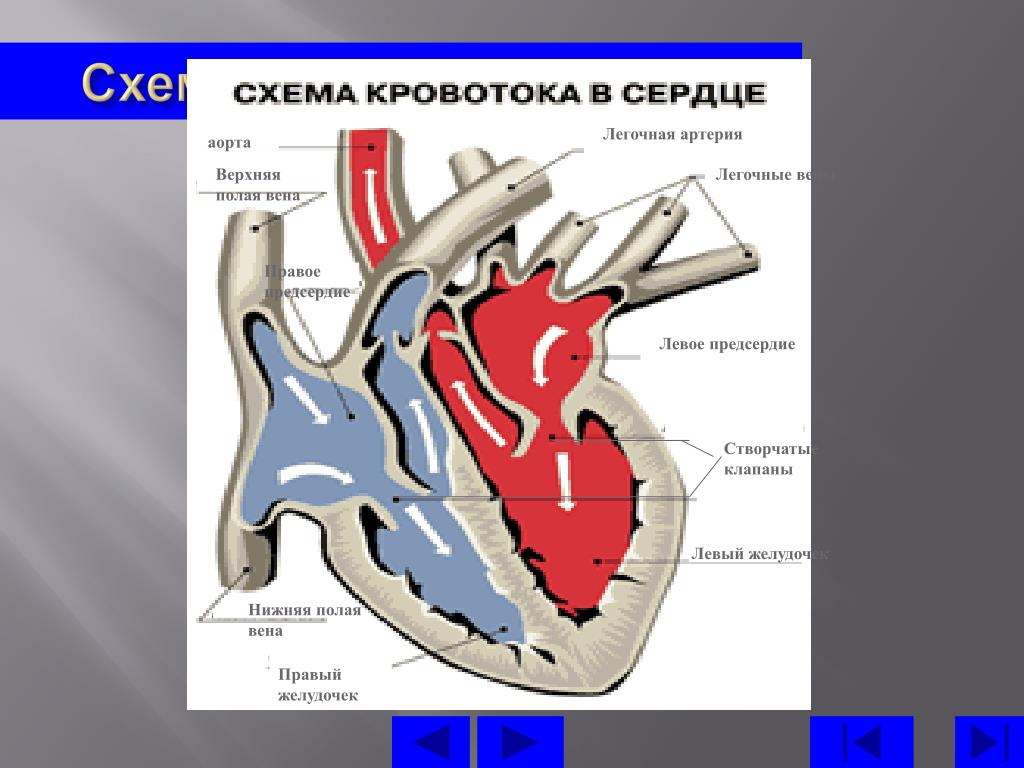 Правое предсердие аорта левый желудочек легкие левое. Легочная Вена аорта верхняя полая Вена правое предсердие. Аорта правое предсердие верхняя полая Вена.