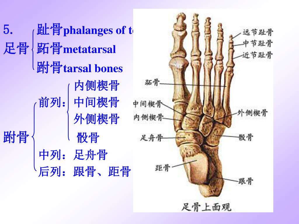 第五跖骨基底部骨折丨表现、分型、鉴别~_肌腱_病例_腓骨