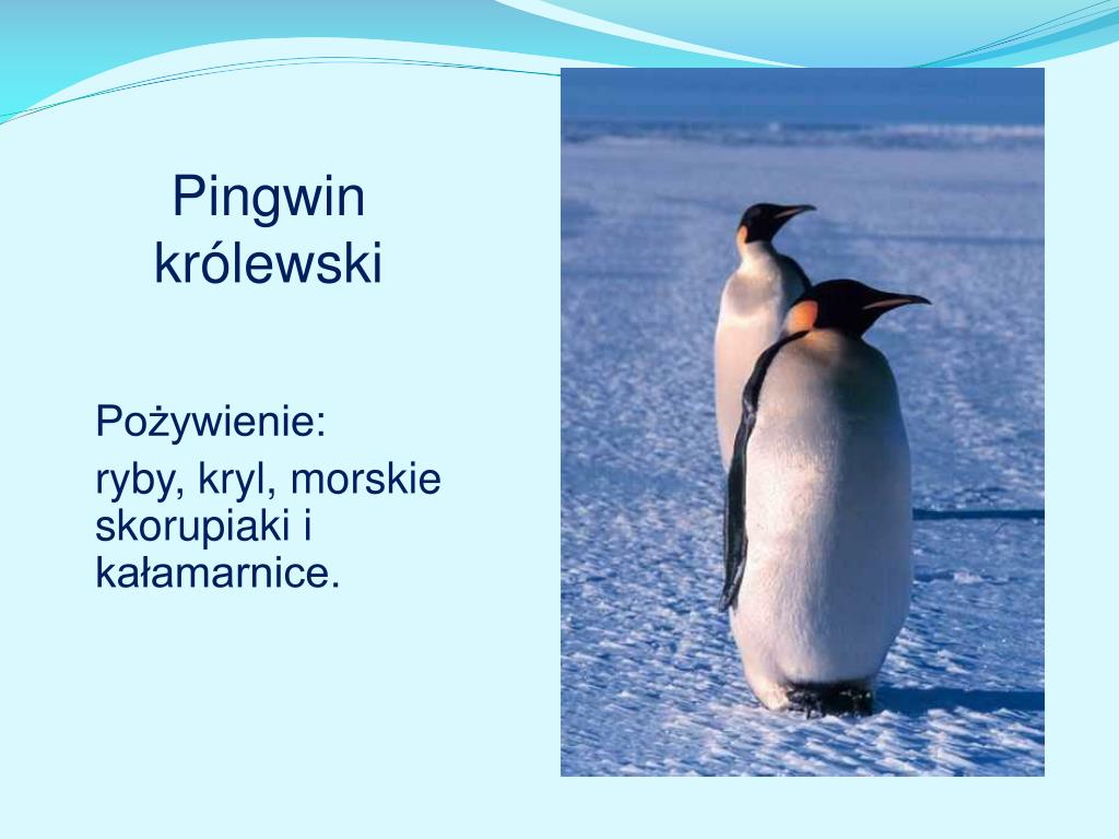 Рассказ про пингвина 1 класс. Информация о пингвинах. Императорский Пингвин презентация. Презентация пингвины для дошкольников. Пингвины кратко.