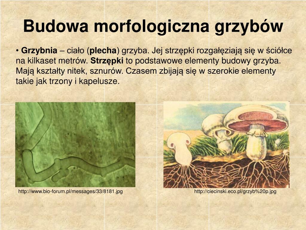 Jakie Znaczenie Mają Grzyby W Przyrodzie I Gospodarce Człowieka