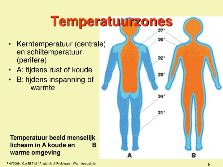 PPT - Anatomie / fysiologie PowerPoint Presentation - ID:5063936