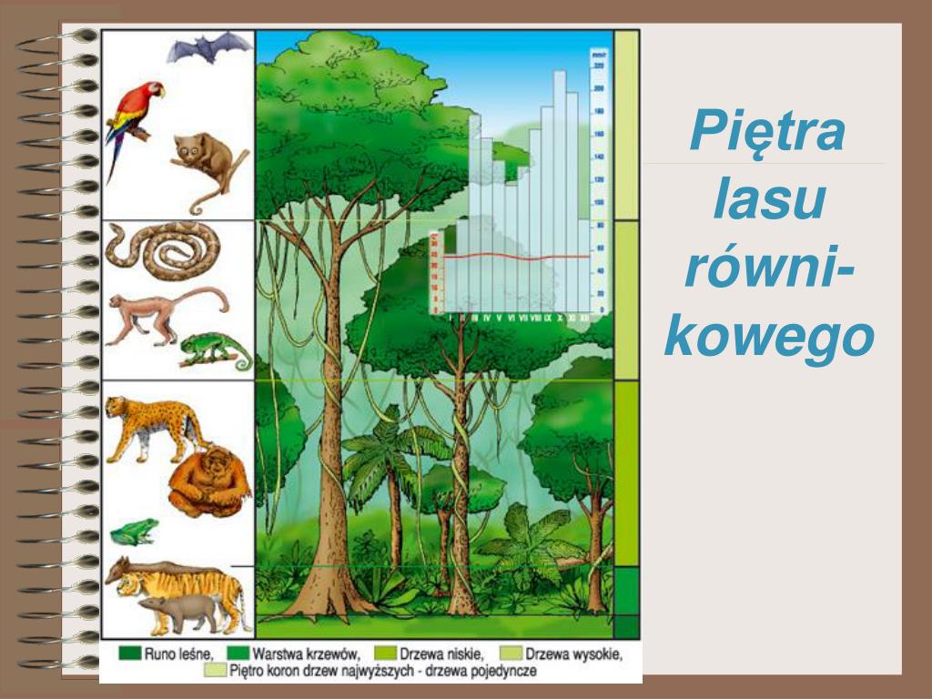 Zwierzęta Występujące W Lesie Równikowym PPT - lasy równikowe PowerPoint Presentation, free download - ID:5064442