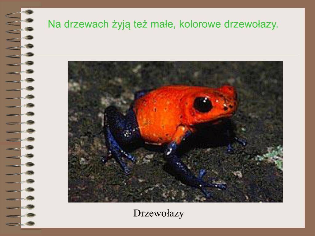 Jakie Zwierzęta żyją W Wilgotnych Lasach Równikowych PPT - lasy równikowe PowerPoint Presentation, free download - ID:5064442