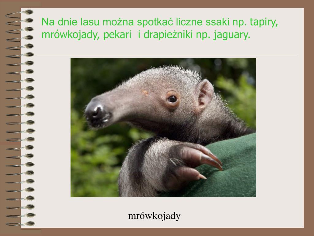 Jakie Zwierzęta żyją W Wilgotnych Lasach Równikowych PPT - lasy równikowe PowerPoint Presentation, free download - ID:5064442