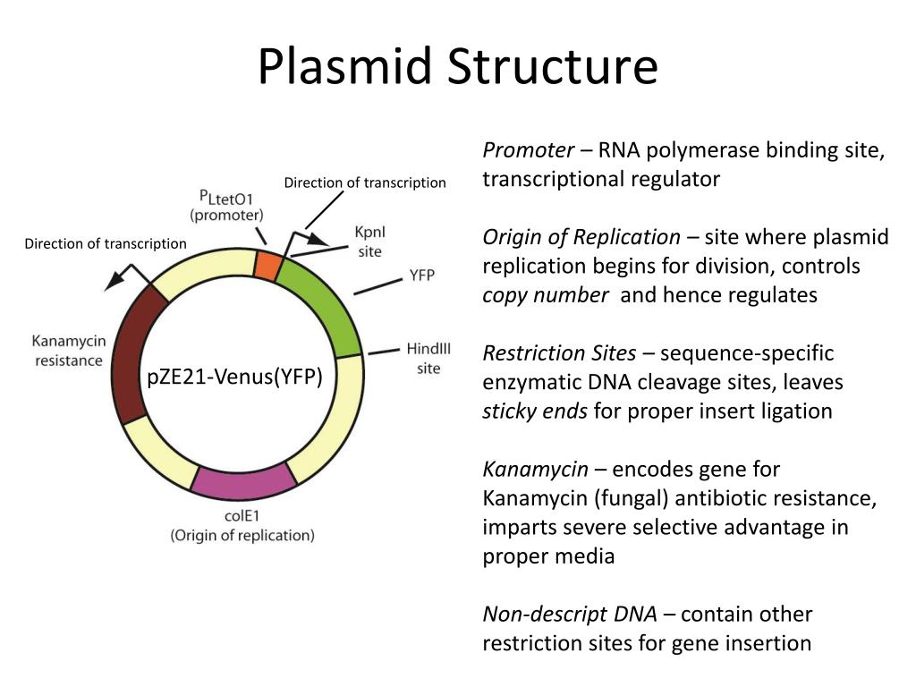 Гибридизация плазмид. Плазмида pbr322 схема. Строение плазмиды. Плазмида бактерий. Виды плазмид.