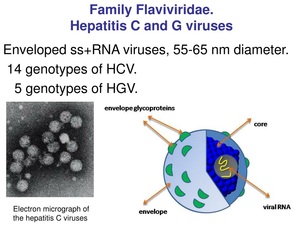 Hcv rna. Flaviviridae вирус. Flaviviridae цикл. Flaviviridae гепатит с. Вирус POWERPOINT.