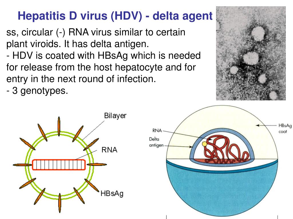 Гепатит в без дельта агента
