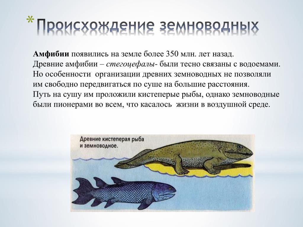 Объясните происхождение земноводные. Земноводные происхождение. Переходные формы амфибий. Земноводные произошли от рыб.