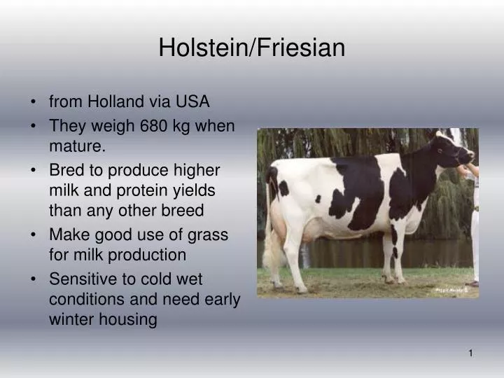 PPT Holstein/Friesian PowerPoint Presentation ID5077511