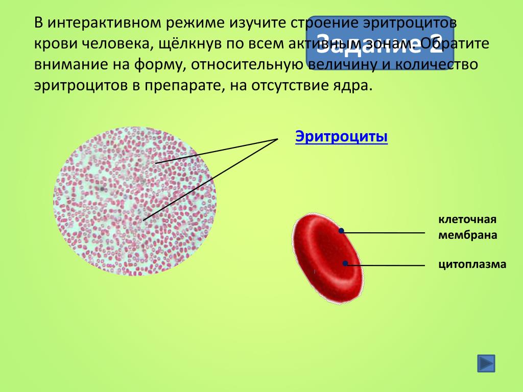 Наличие ядра человека. Строение клетки крови эритроциты. Строение клетки крови лягушки под микроскопом. Строение мембраны эритроцита. Строение эритроцитов крови человека и лягушки.