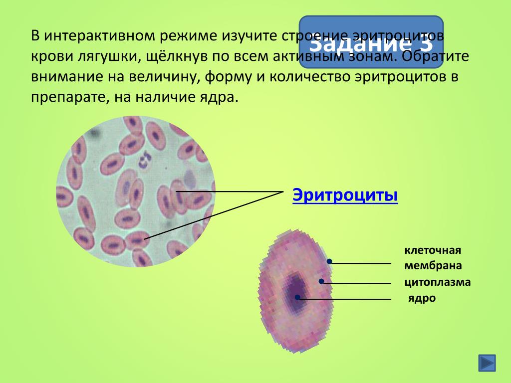 Наличие ядра человека. Строение клетки крови лягушки под микроскопом. Строение эритроцитов крови человека и лягушки. Особенности строения клеток крови лягушки. Строение крови лягушки под микроскопом эритроциты.
