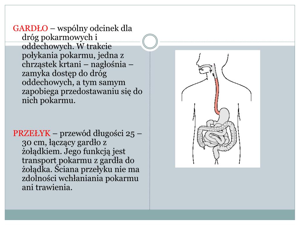 Wspólny Odcinek Układu Pokarmowego I Oddechowego PPT - Układ pokarmowy człowieka PowerPoint Presentation, free download