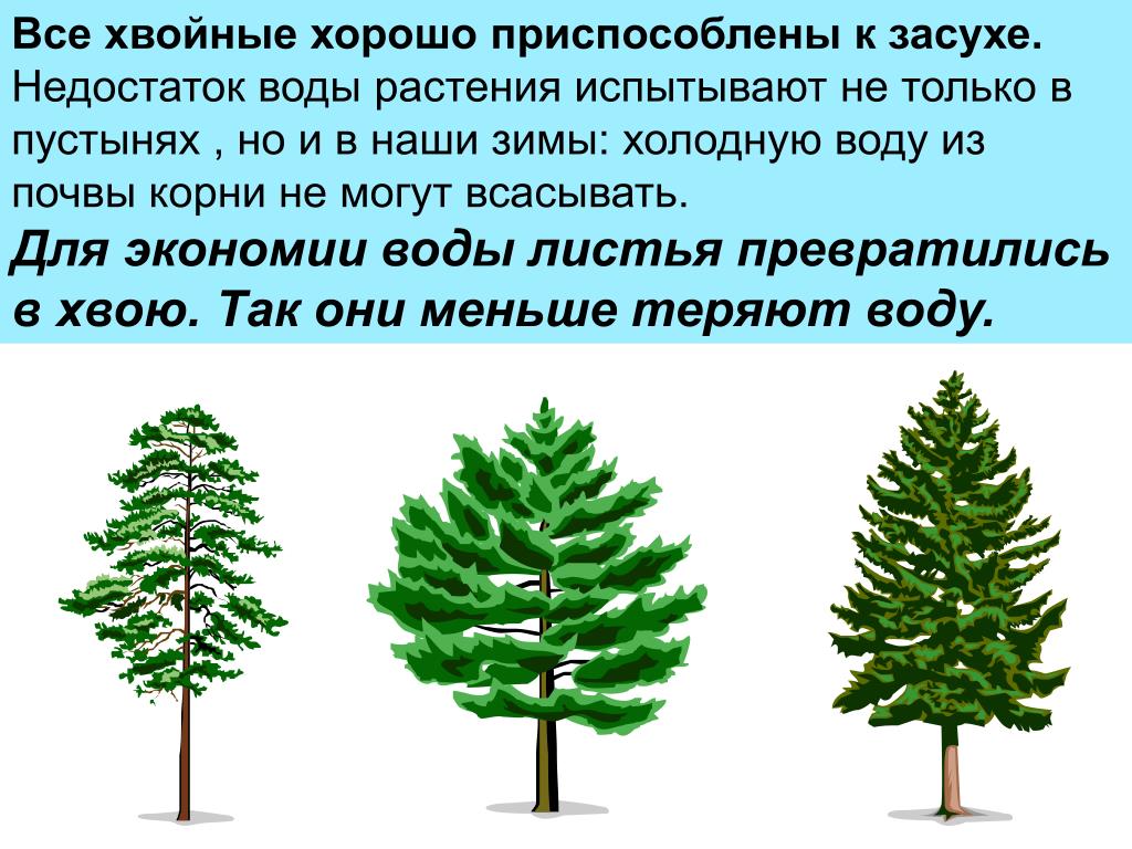 Влияние на хвойные. Приспособление хвойных деревьев. Приспособления ели и сосны. Хвойные деревья приспособленность. Адаптация хвойных растений.
