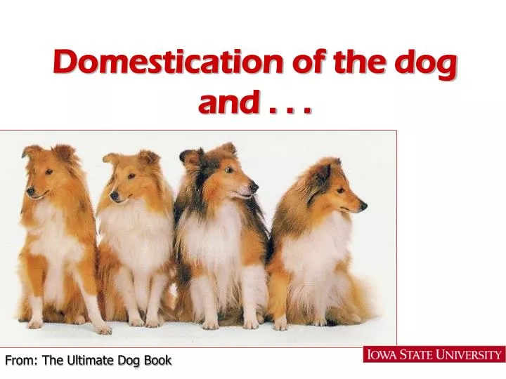the domestication of the dog and its purpose Buy the domestic dog: its evolution, behaviour and interactions with people by james serpell (isbn: 9780521425377) from amazon's book store everyday low prices and free delivery on eligible orders. the domestication of the dog and its purpose Buy the domestic dog: its evolution, behaviour and interactions with people by james serpell (isbn: 9780521425377) from amazon's book store everyday low prices and free delivery on eligible orders.